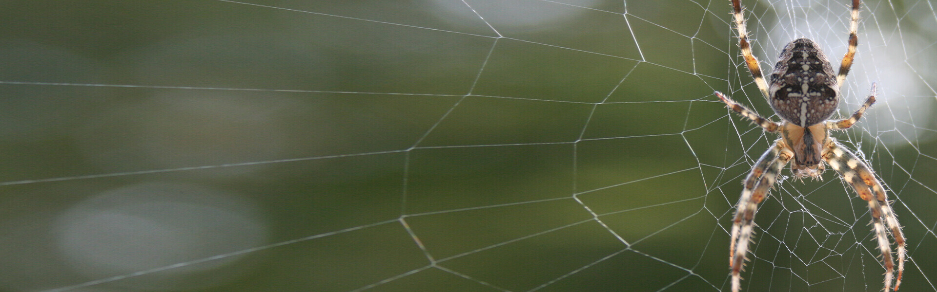 Barn Spider Pest Control – Spider Exterminator Near Me
