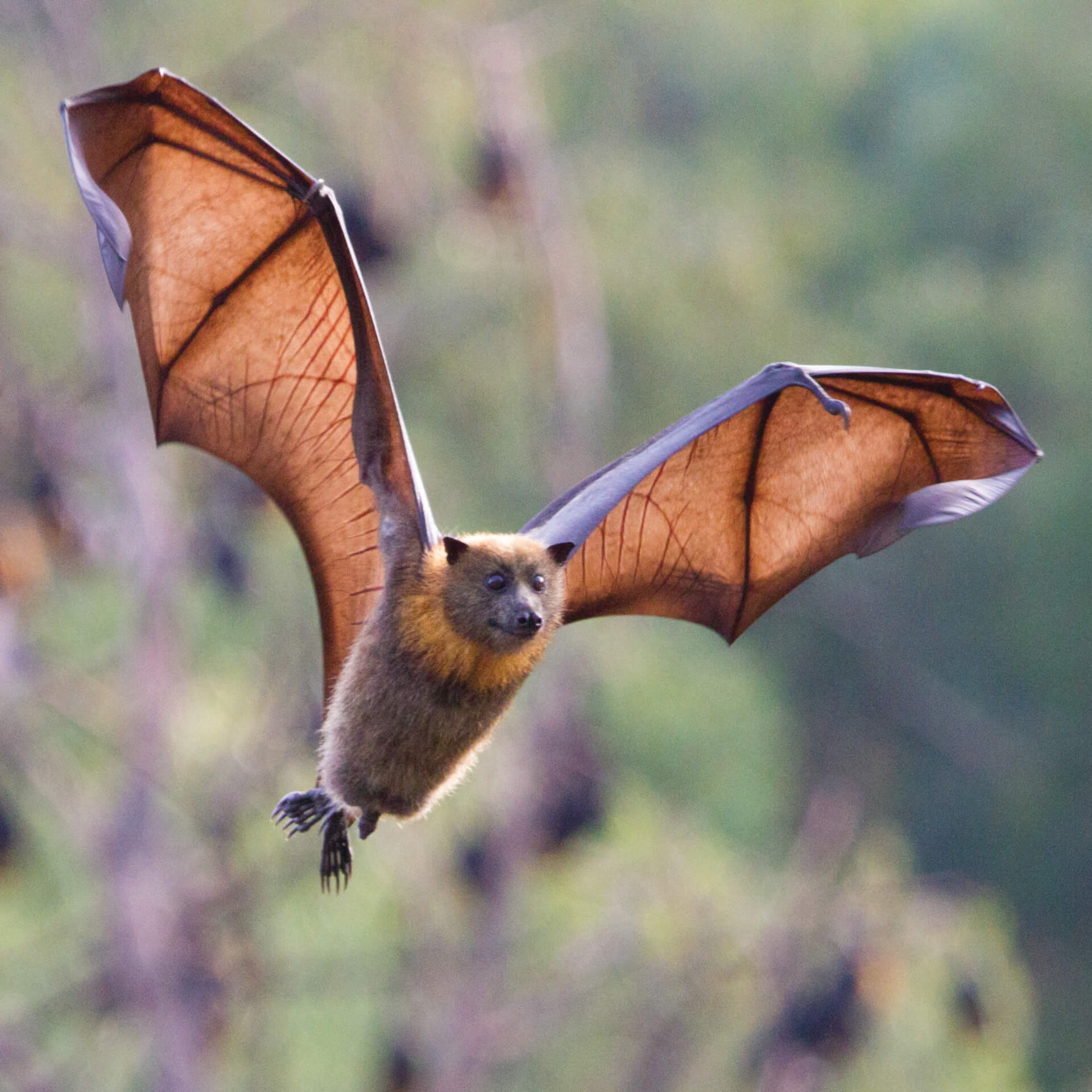 Life Cycle of a Bat How Long Do Bats Live?