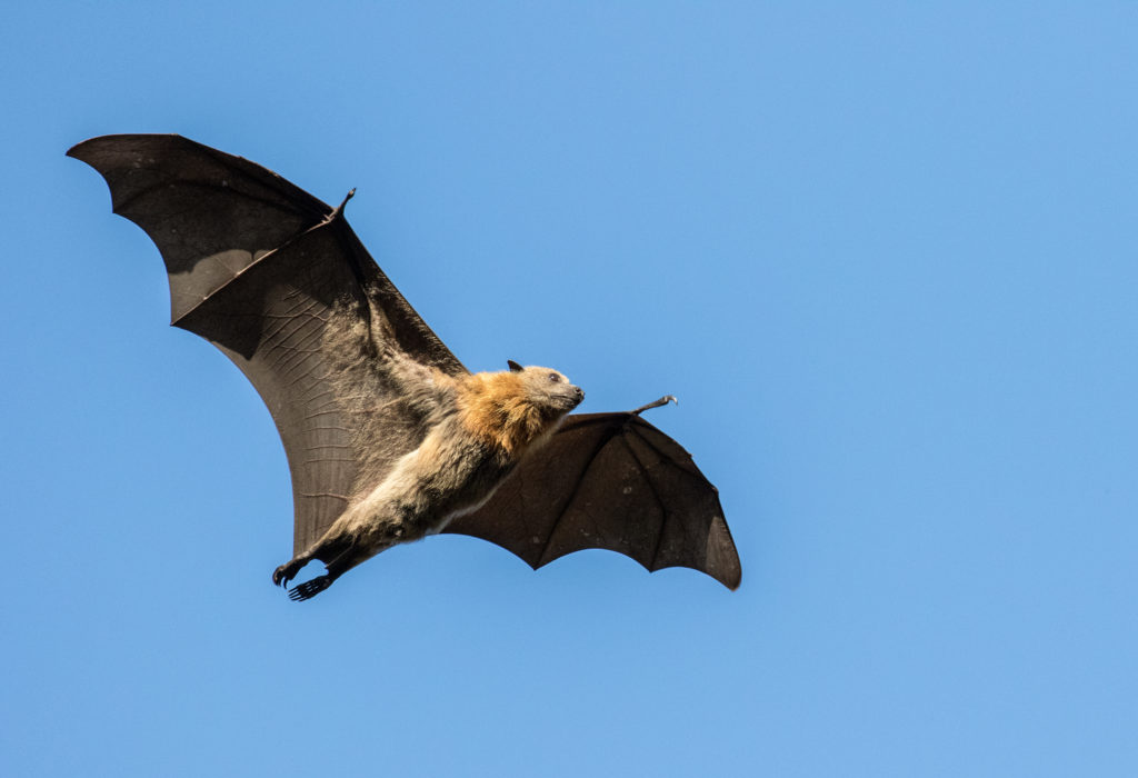 Life Cycle of a Bat How Long Do Bats Live?