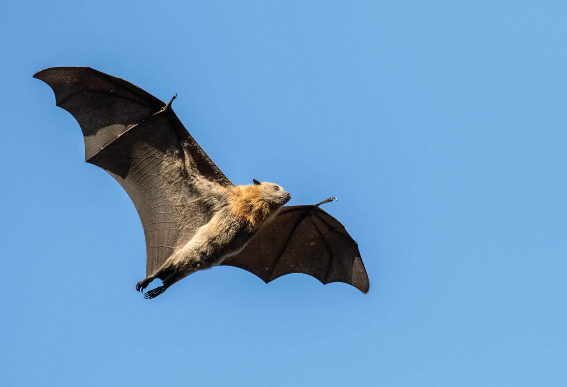 Everything You Need to Know About Bats - Western Pest Services