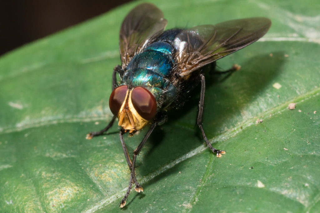 Blow Fly Facts & Information