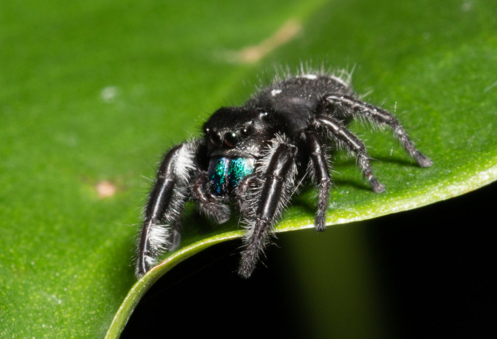 Are Jumping Spiders Poisonous? - Insectek Pest Solutions