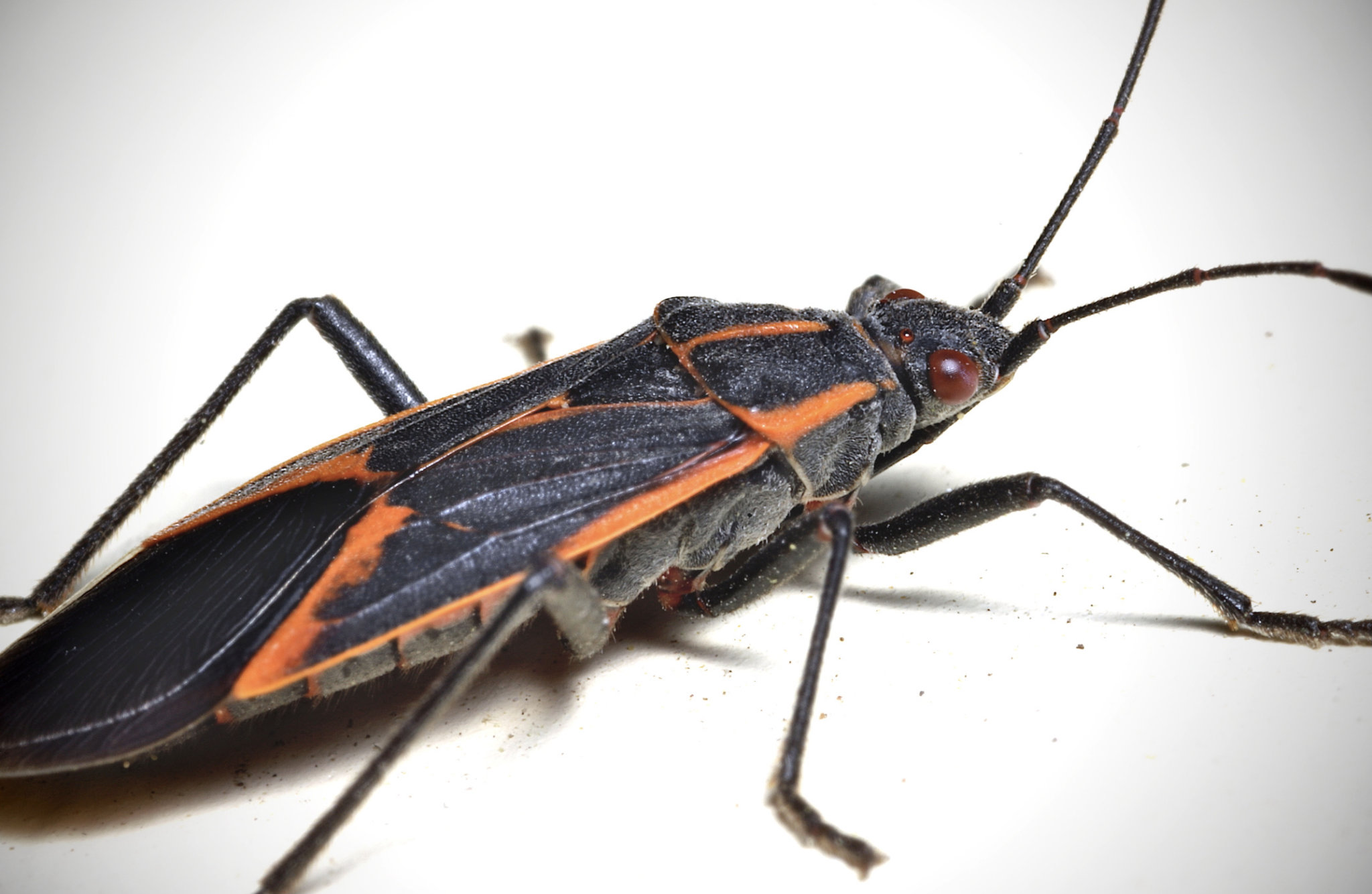 boxelder-bug-vs-spotted-lanternfly-western-pest-services