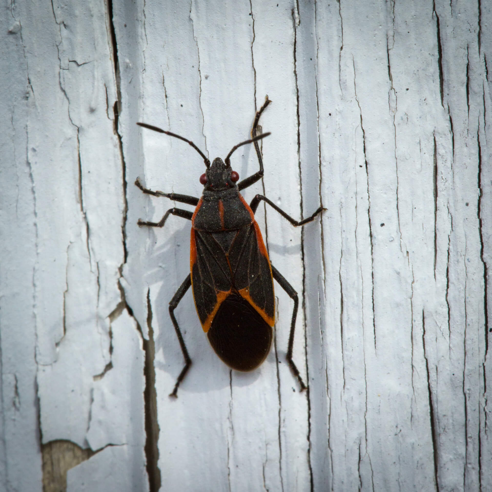 Boxelder Bug Facts & Information