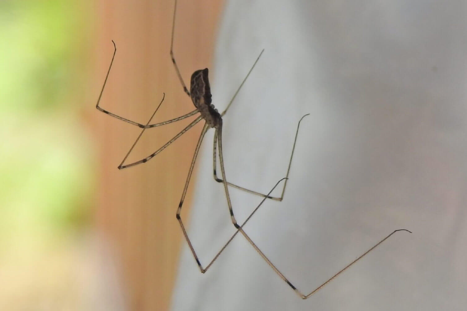long bodied cellar spider female