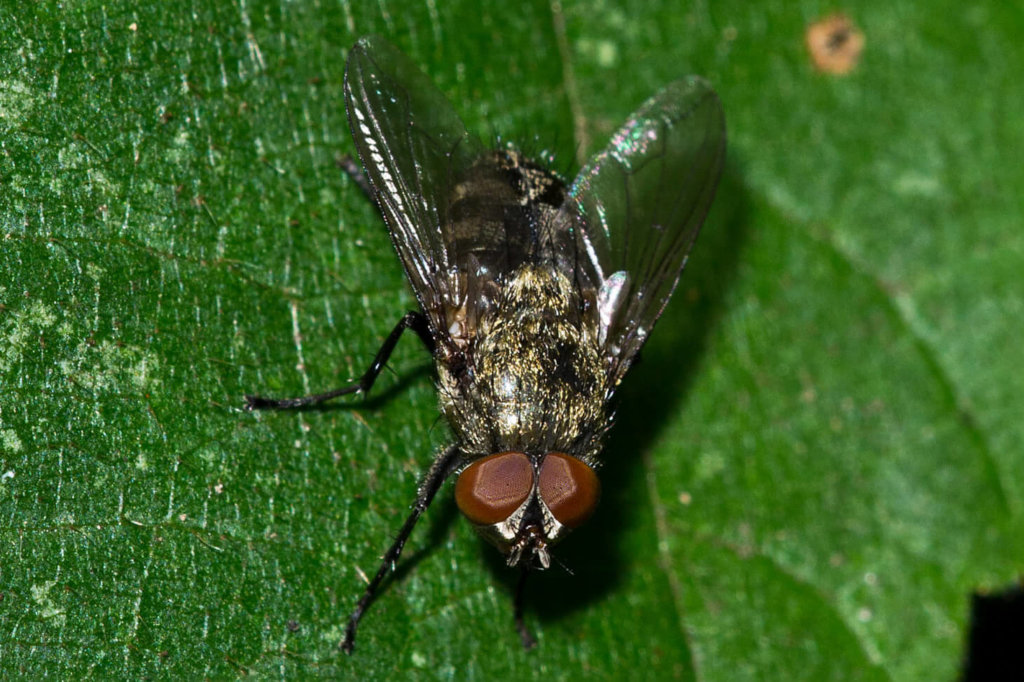 Cluster Fly Facts & Information