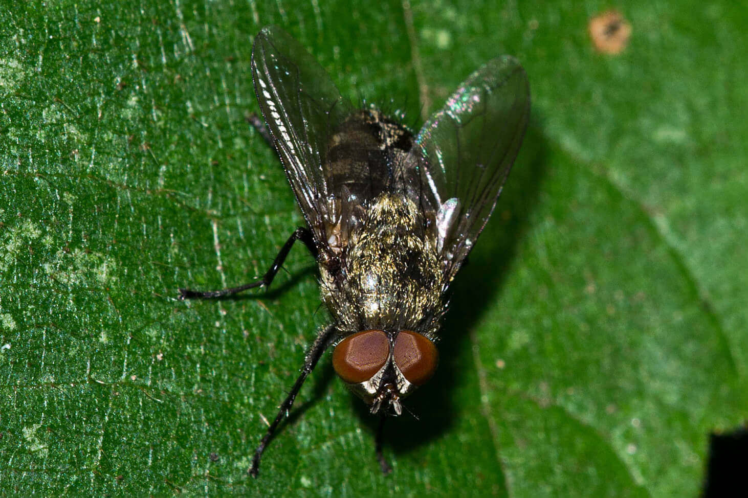 Cluster Fly Facts Information