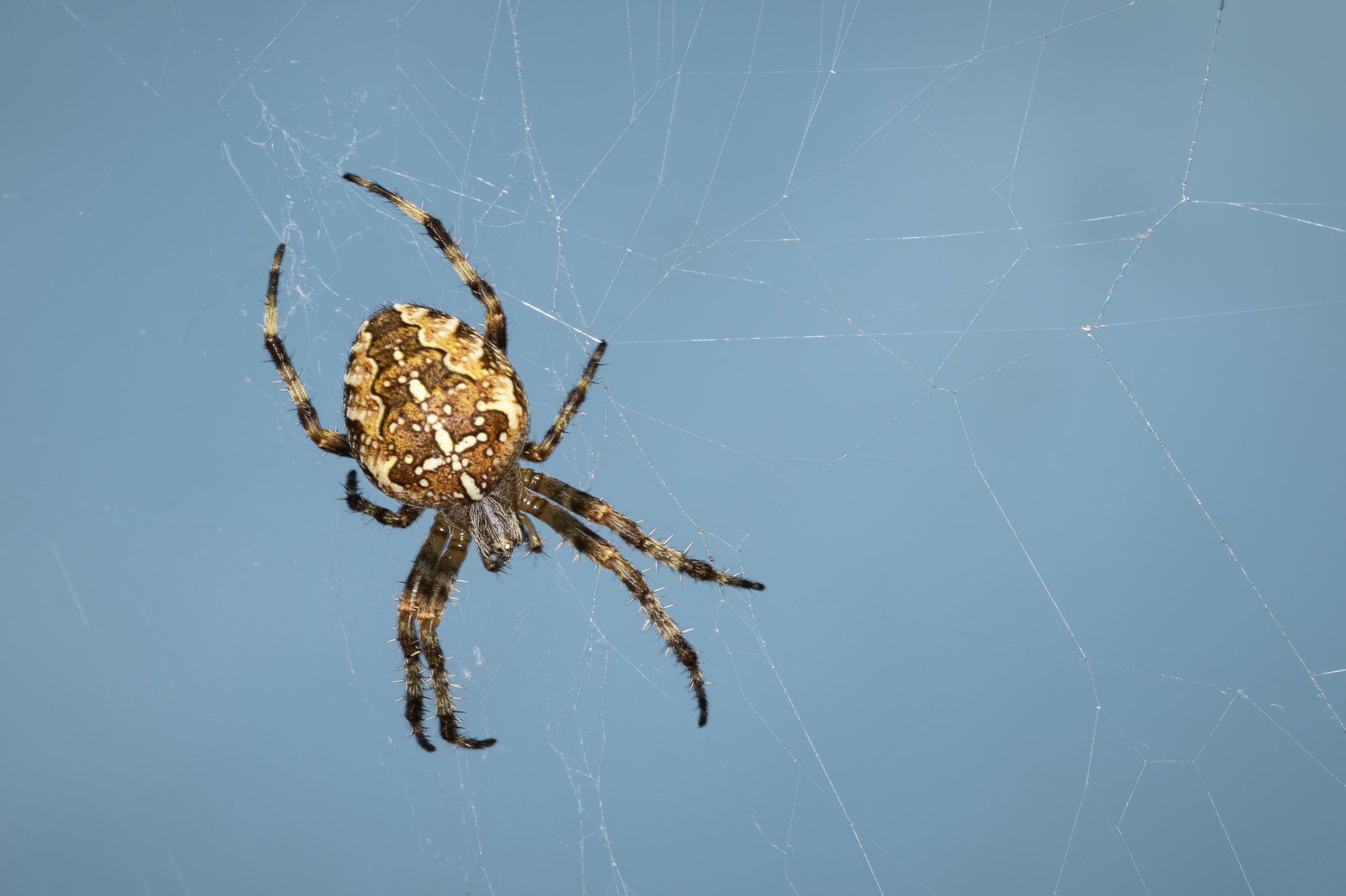 PA Spiders | Pictures of Spiders in Pennsylvania - Western Pest Services