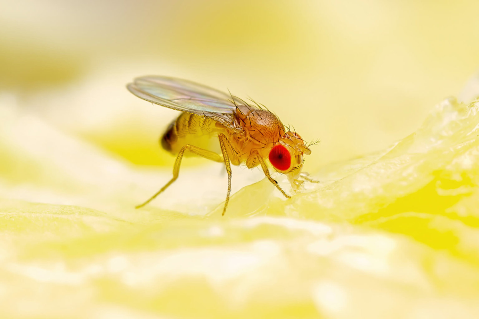 Lives of flies. Муха дрозофила. Средиземноморская плодовая Муха. Желтая мошка с пушком. Мозг мухи.