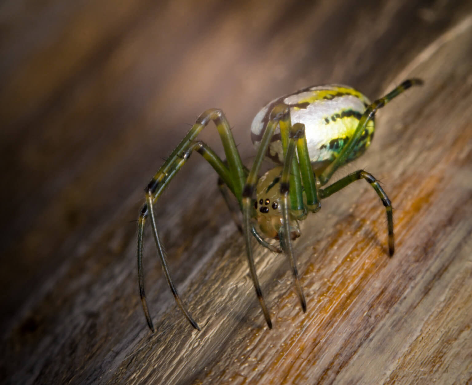 PA Spiders | Pictures of Spiders in Pennsylvania - Western Pest Services