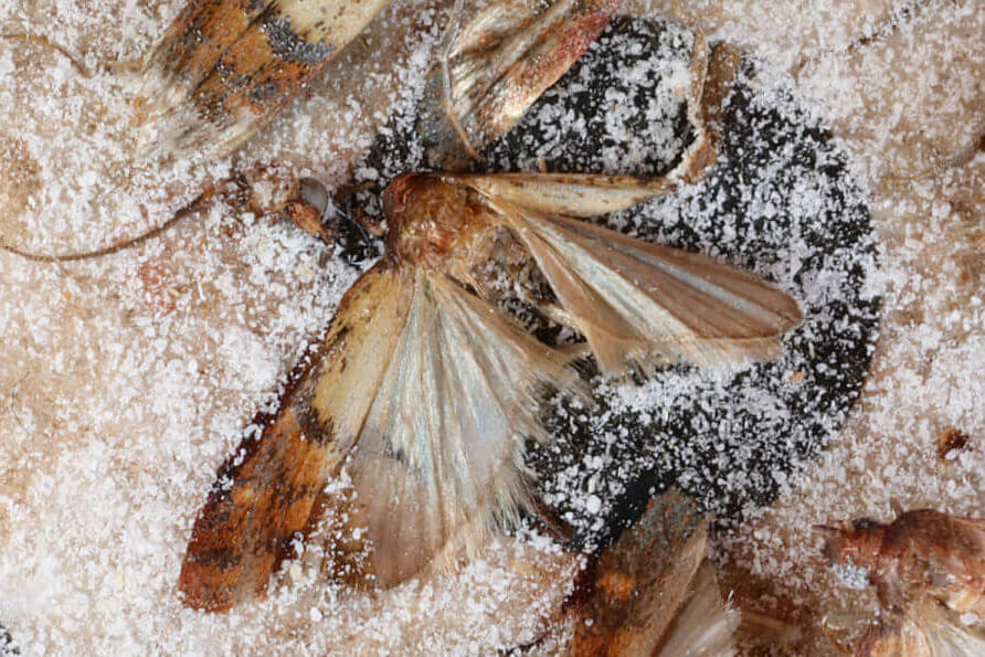Facts About Pantry Moths