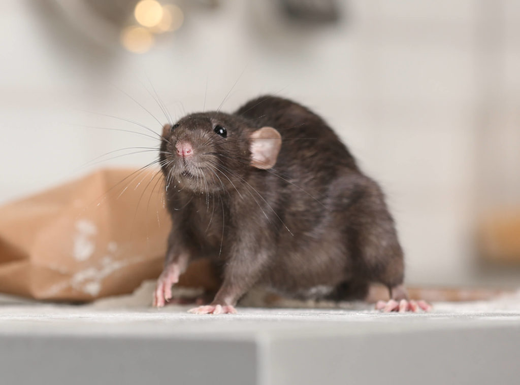 How to Get Rid of Mice and Rats in Your House Western Pest Services