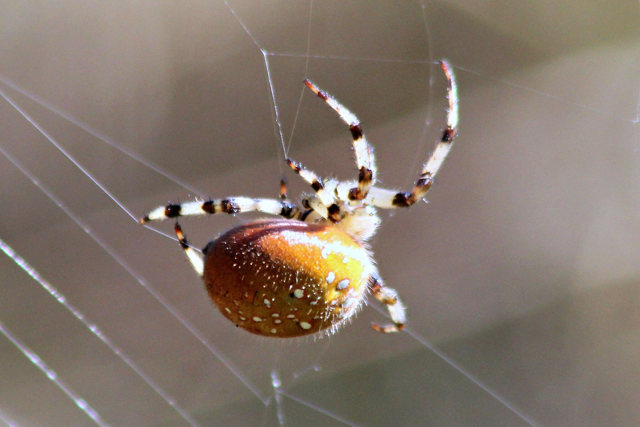 PA Spiders | Pictures of Spiders in Pennsylvania - Western Pest Services