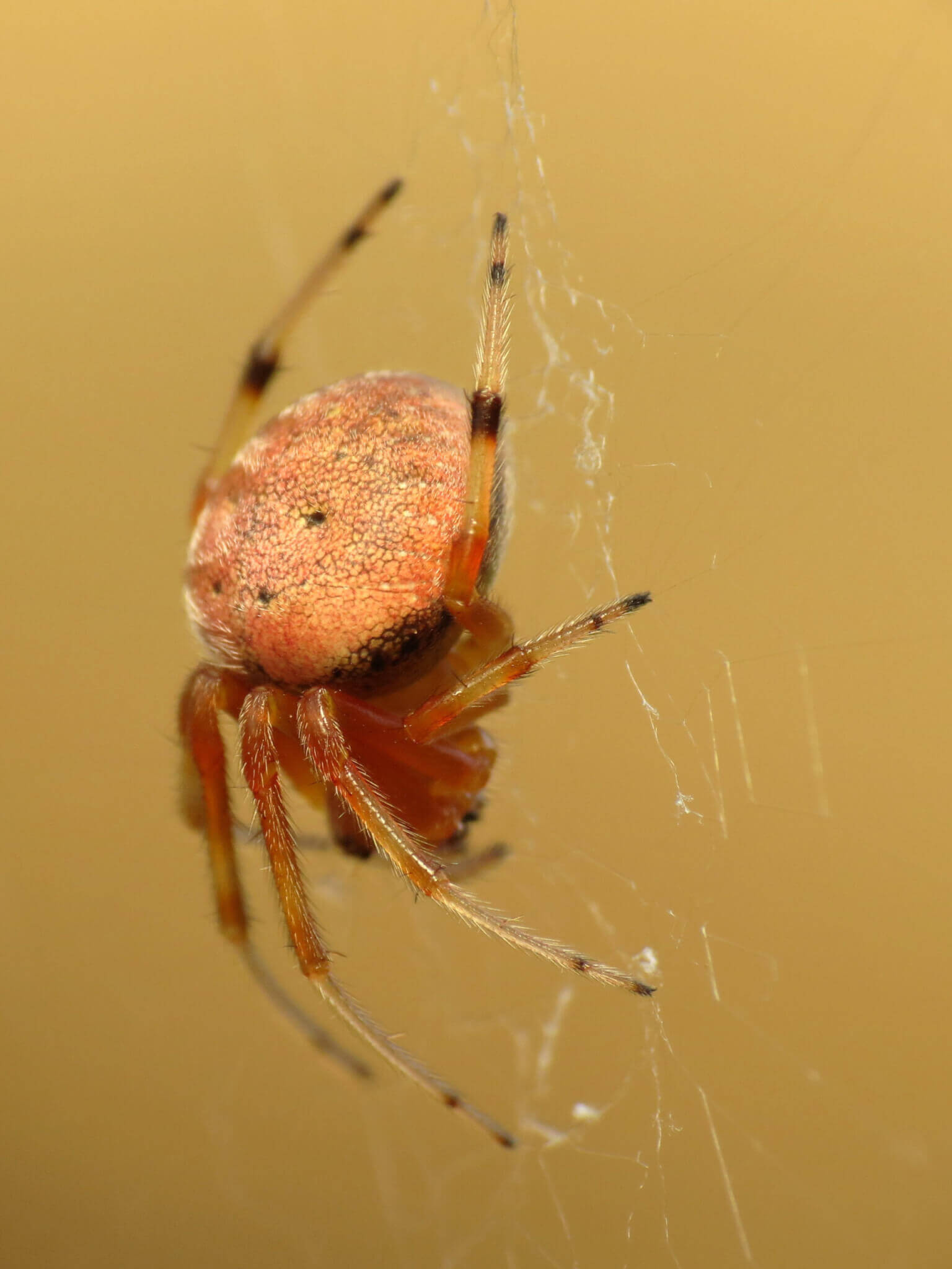 PA Spiders | Pictures of Spiders in Pennsylvania - Western Pest Services