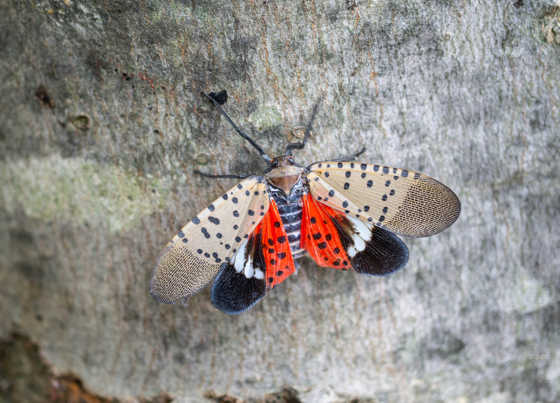 Insects Waking Up Now In MD: Spotted Lanternflies, Stink Bugs, Bees