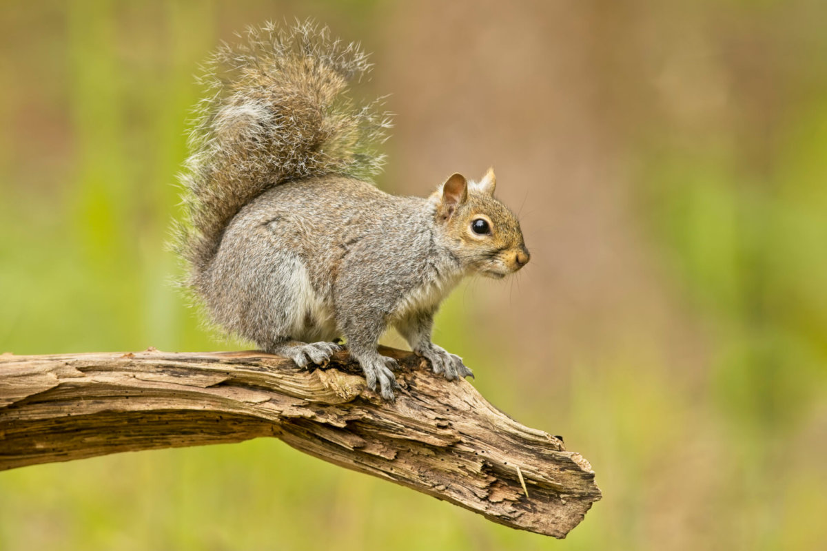 Squirrel Facts & Information