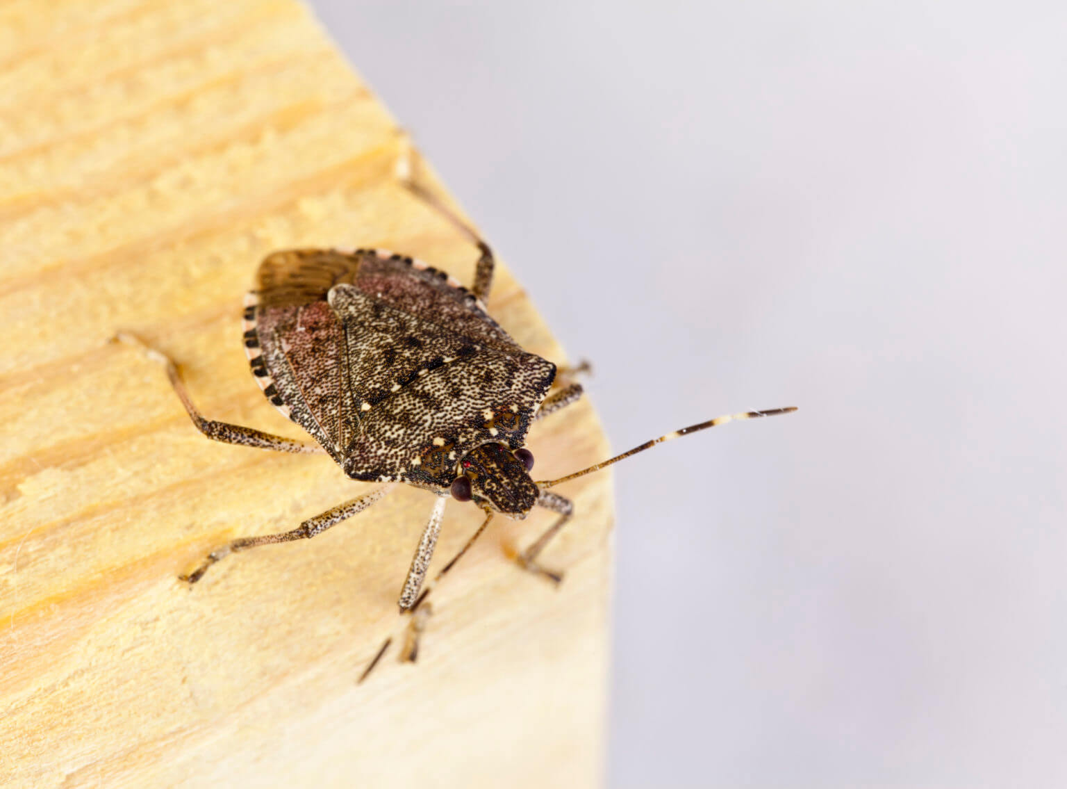 Stink Bug Odors: What Do Stink Bugs Smell Like?