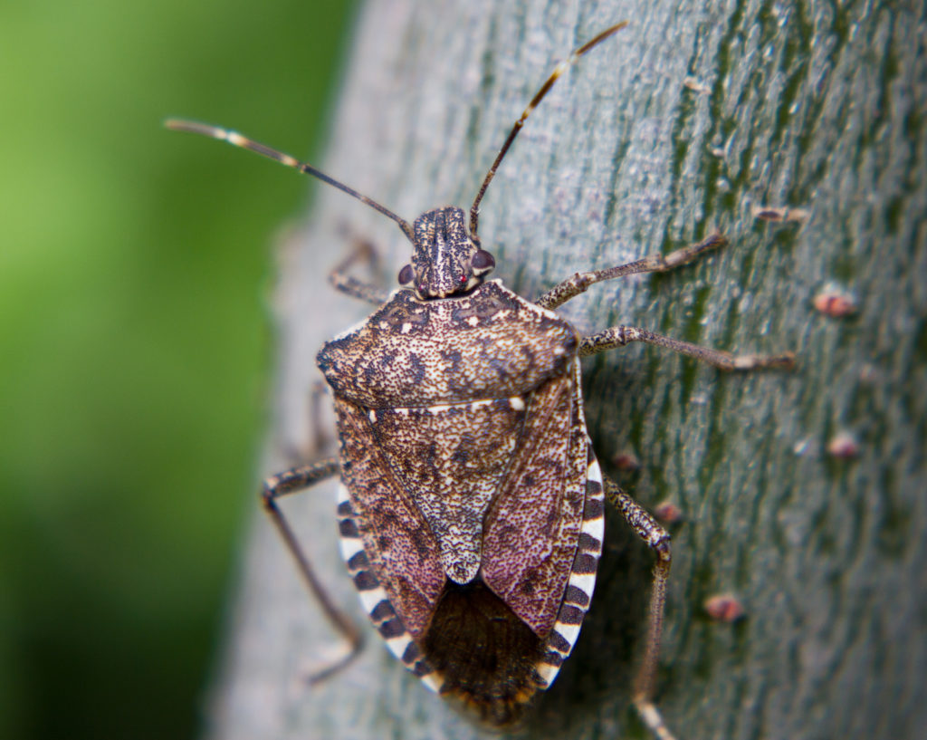 Stink Bug Odors What Do Stink Bugs Smell Like 