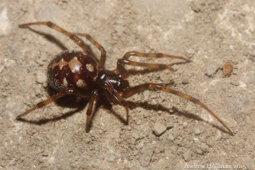 Daring Or Bold? N.H.'s New State Spider Tends To Hide From Humans