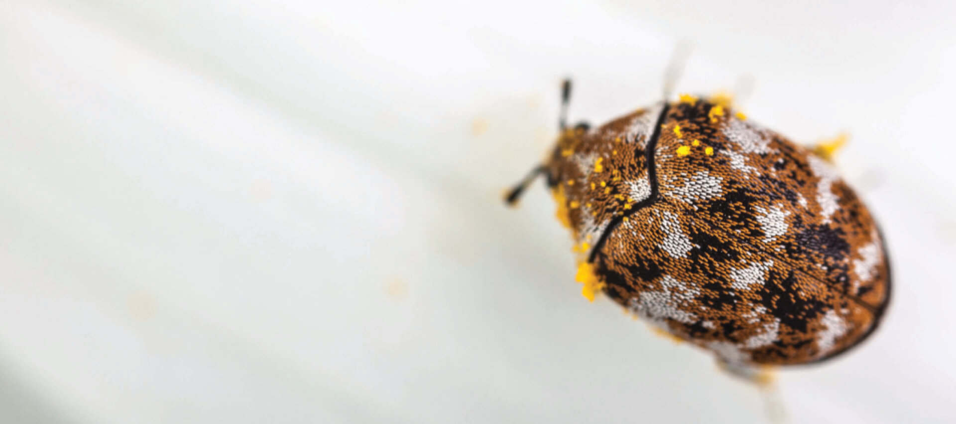 Get Rid of Carpet Beetles: Infestation Removal - Western Pest Services