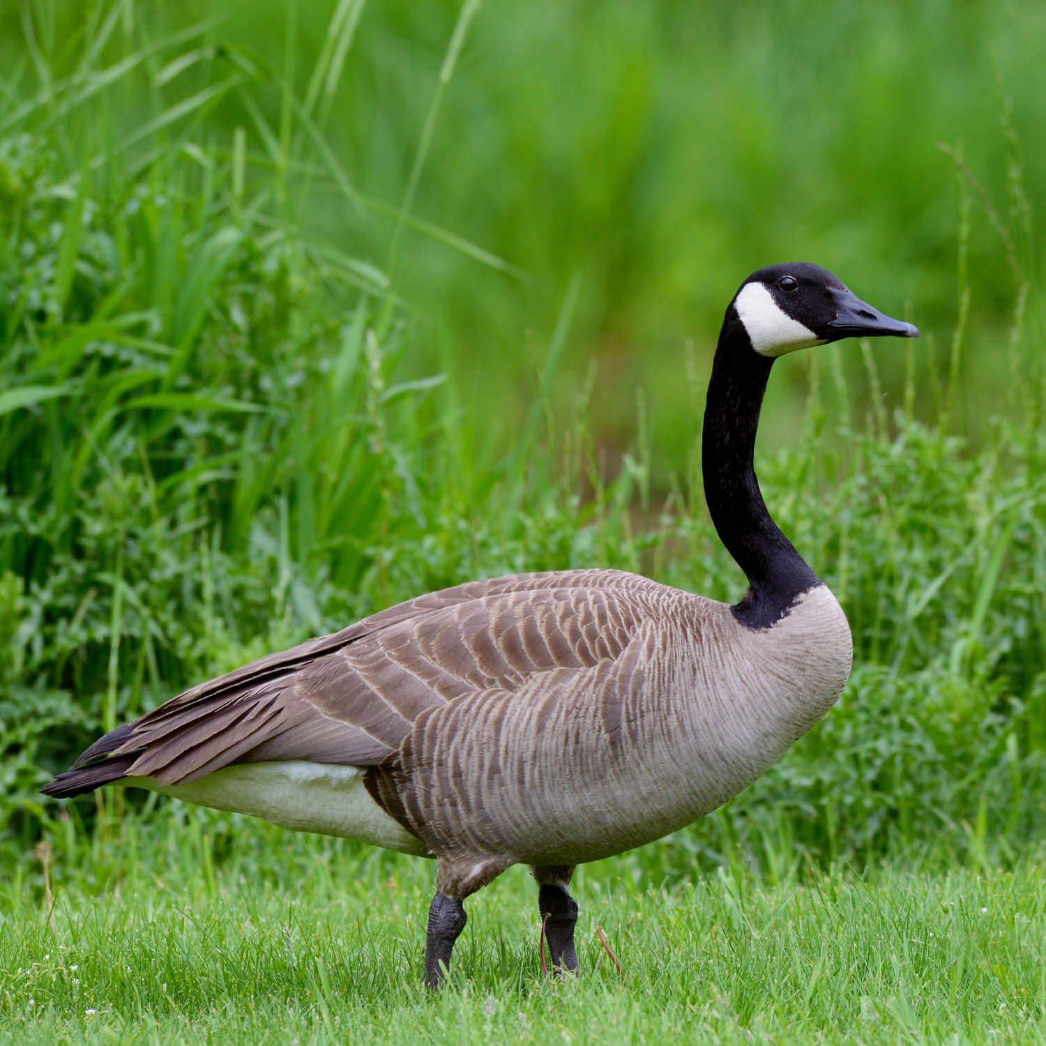 Increasing Goose Problems: What Has Changed With Canadian Geese?