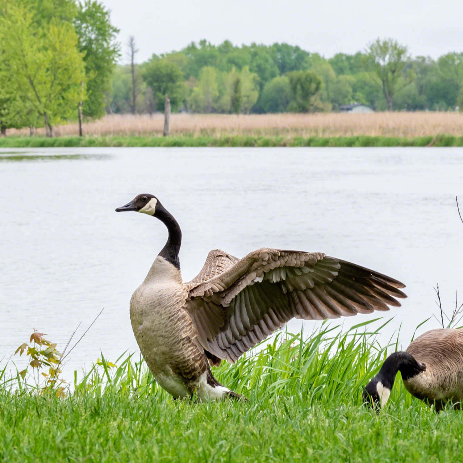 Goose Facts Information