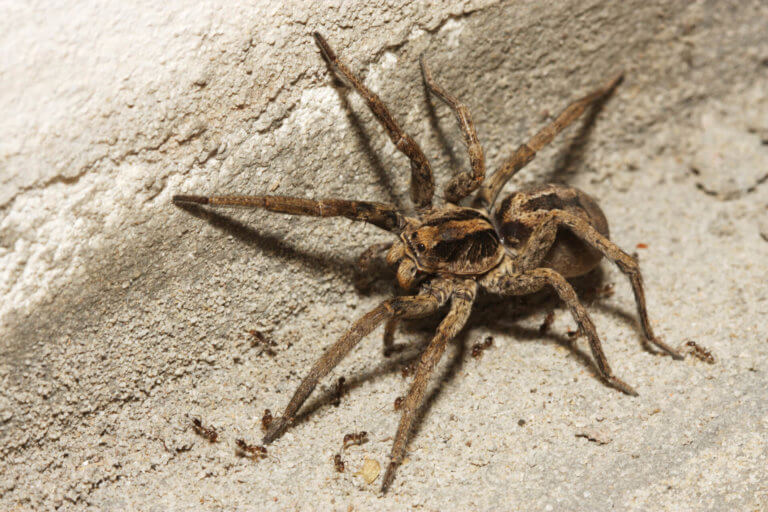 Wolf Spider Facts & Information