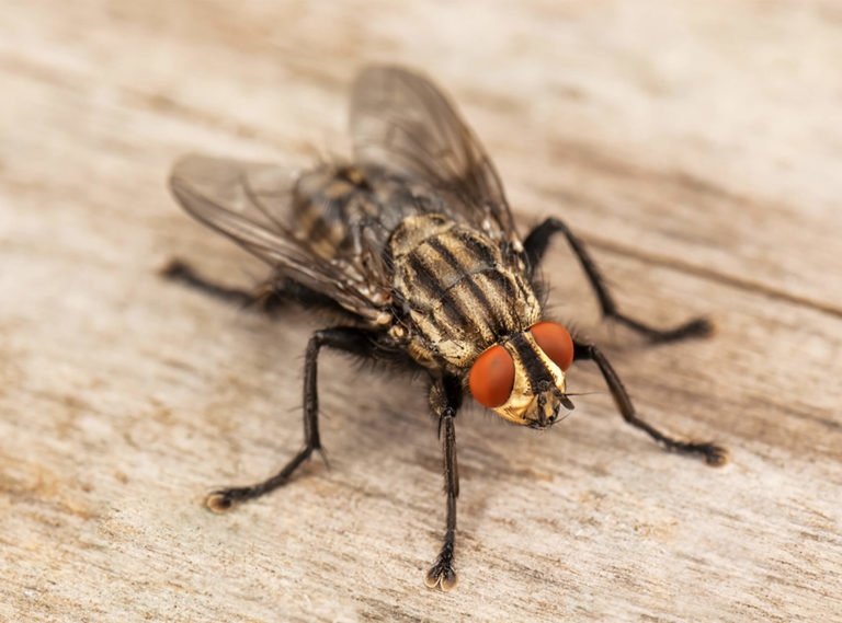 infested-restaurant-drain-flies-in-restaurant-drains