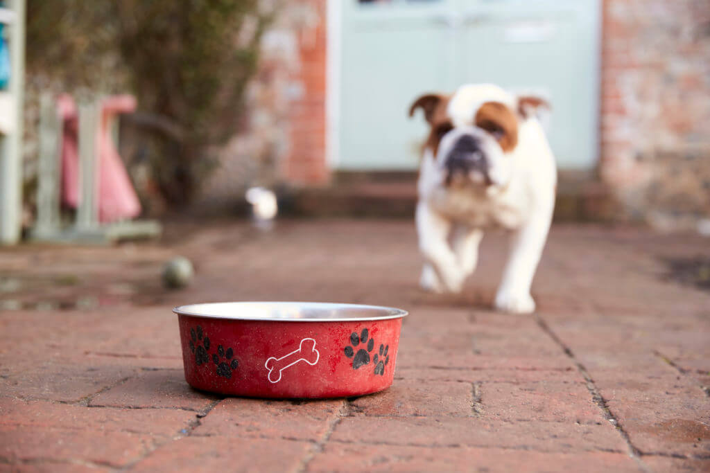 Britsh Bull Dog Walking to Dog Bowl