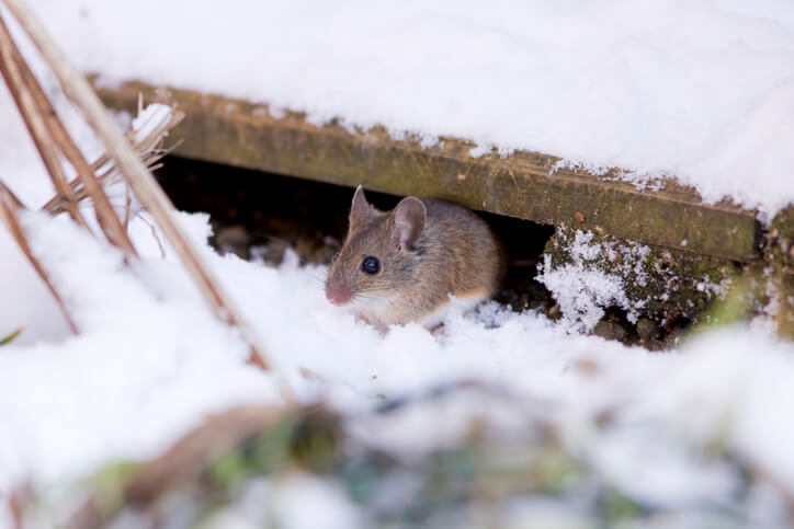 wood mouse peaking out from under a foundation